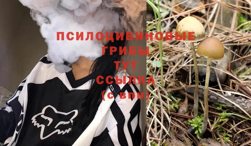 МЕГА ССЫЛКА  Прохладный  Псилоцибиновые грибы Psilocybe 